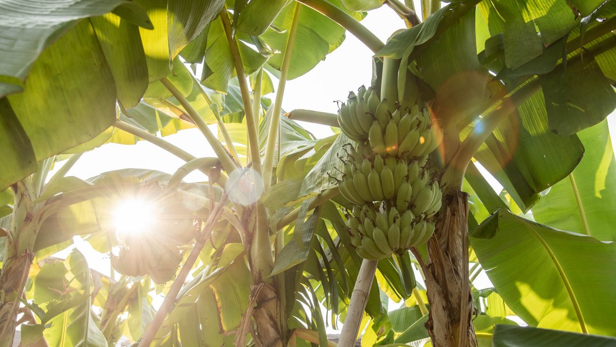 Bananenpolitik? Bei striktem Protektionismus bliebe den Deutschen nur noch saisonales Obst aus regionalem Anbau. Foto: Jens Volle