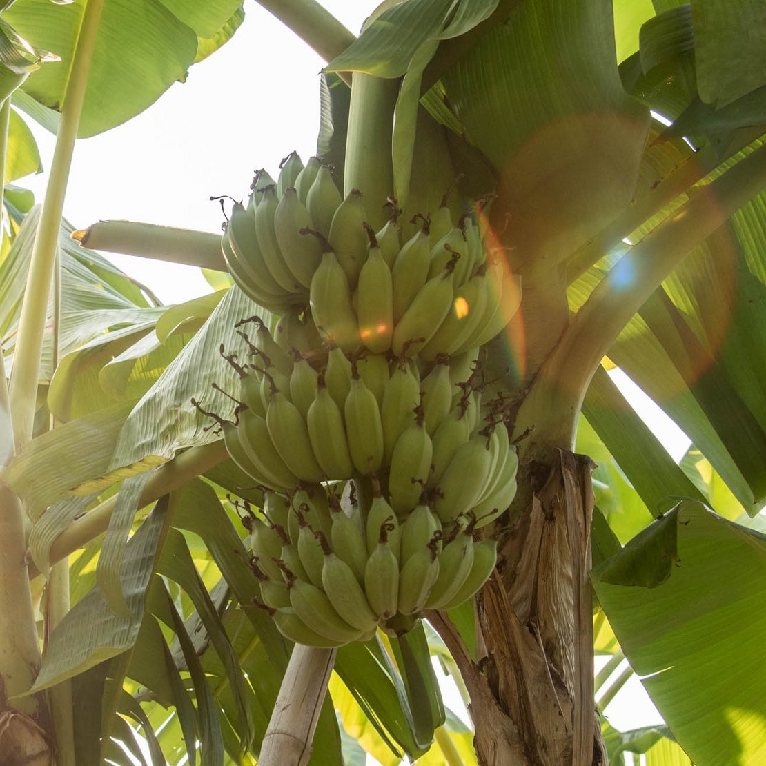 Doch noch ziemlich flügellahm