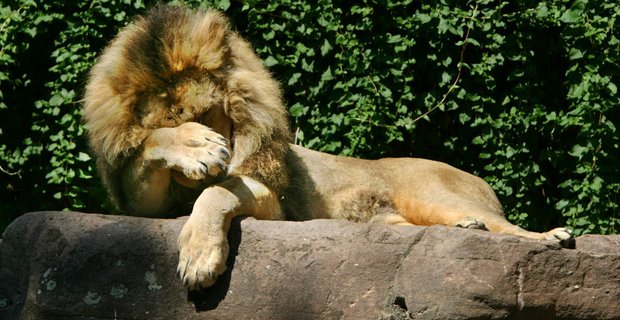 Der König der Katzen kann es nicht fassen. Foto: Joachim E. Röttgers
