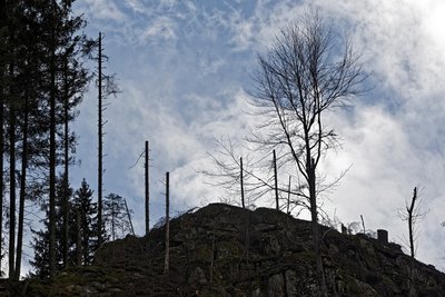 Für Schäden im adligen Gehölz zahlt der Steuerzahler. Foto: Joachim E. Röttgers