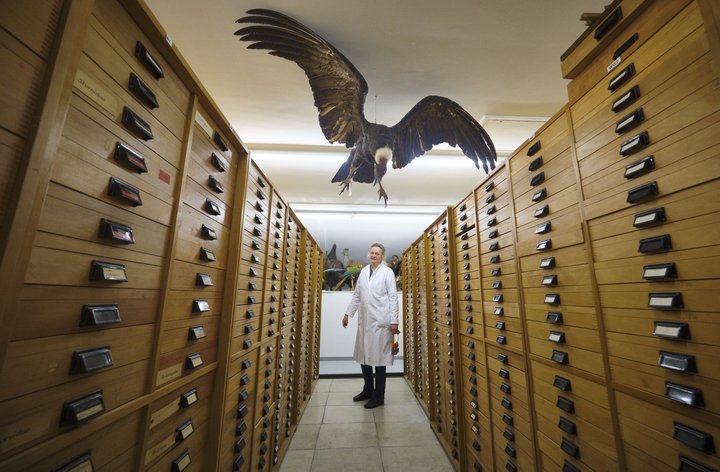 In den Tiefen des Naturkundemuseums Schloss Rosenstein, unter den Fittichen des Andenkondors.