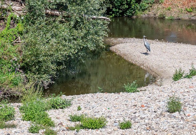 Im Niedrigwasser der Rems hat der Reiher leichtes Spiel. Foto: Jens Volle