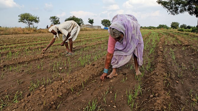 Feldarbeit in Indien, das keinen Weizen mehr importieren muss. Foto: Joachim E. Röttgers