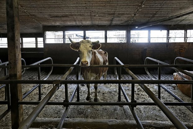 Nutztiere, Landwirte, Angestellte, Kleinbetriebe: sie alle kucken bei Lidl in die Röhre.