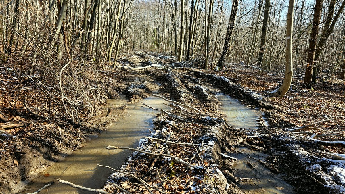 Spuren eines Harvesters. Foto: Michael Hoffmann, Initiative Schutzwald Schurwald