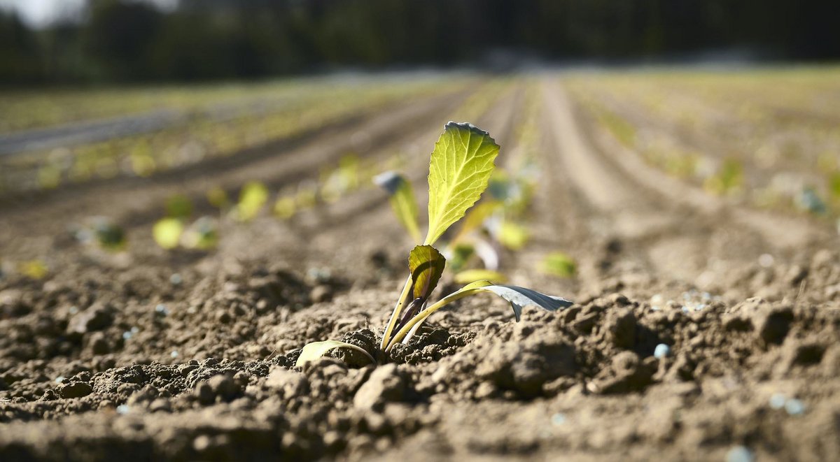 Aufgrund des Klimawandels häufen sich trockene Sommer. Fotos: Joachim E. Röttgers