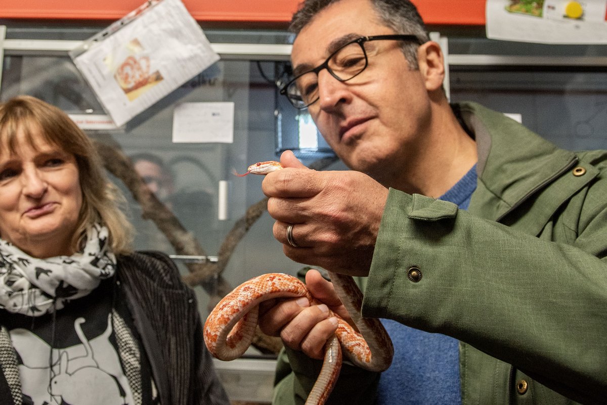 "Diese Muskeln!" Cem Özdemir ist begeistert von einer Kornnatter.  "Diese Muskeln!" Cem Özdemir ist begeistert von einer Kornnatter.