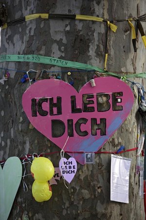Kurz vor Beginn der Baumfällarbeiten: Protestplakat an einer Platane im Schlossgarten. Foto: Joachim E. Röttgers