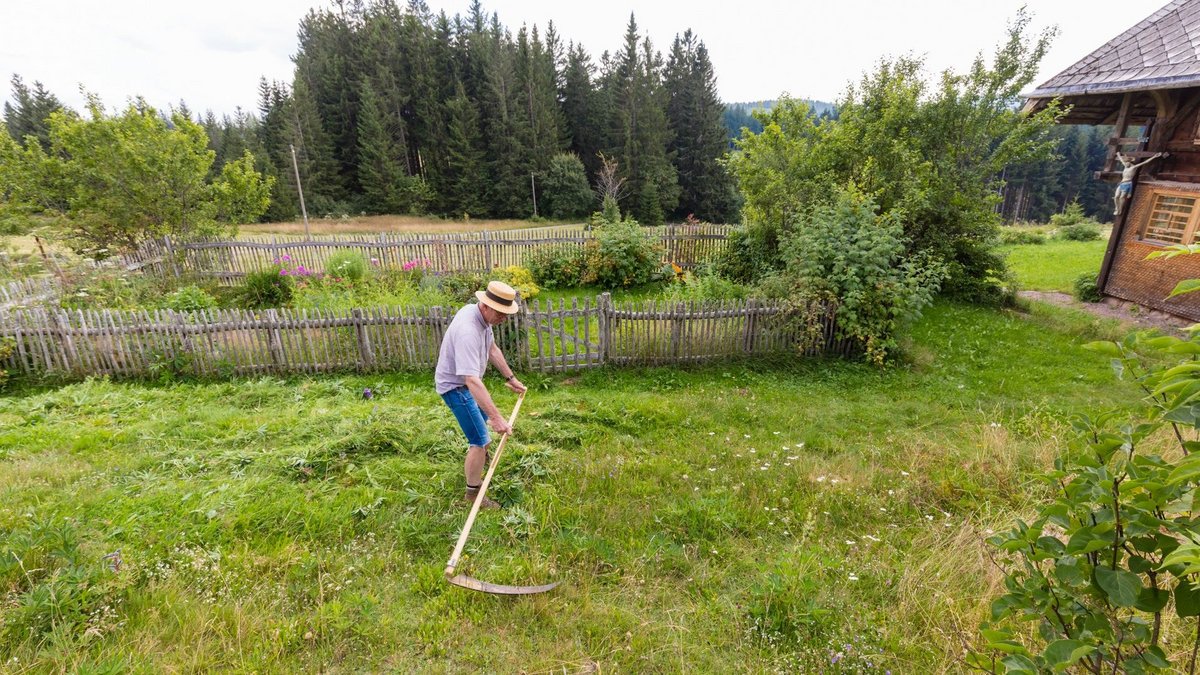 Der Hausherr schwingt um den Bauerngarten und senst Lupinen.