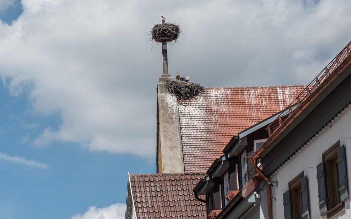 Und die Bad Saulgauer Störche bleiben auf dem Dach.