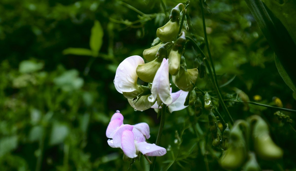 Wenn schon keine blühende Wohnlandschaft, dann wenigstens ein blühendes Blümchen.  Wenn schon keine blühende Wohnlandschaft, dann wenigstens ein blühendes Blümchen.