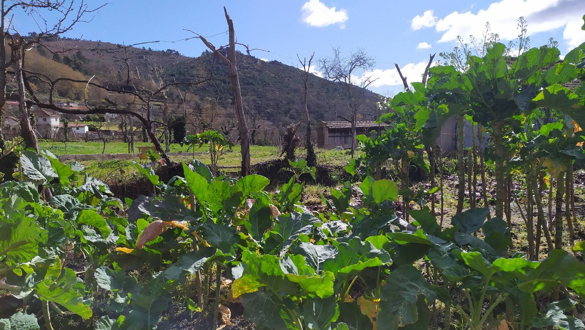 Grüne Äcker statt Supermärkte versorgen die Bevölkerung. Im Sommer gibt es so viele Zucchini, dass sie an die Schweine verfüttert werden.