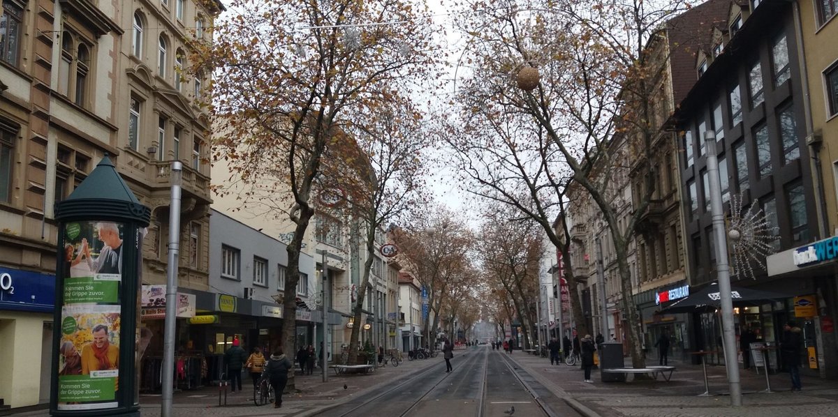 Platanen in der Kaiserstraße in Karlsruhe: Im Sommer ein Dach aus Laub, doch für die Stadtverwaltung wohl zu schräg. Foto: Florian Kaufmann