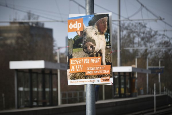 Da pfeift das Schwein: Die ÖDP kam nicht über die Hürde. Fotos: Joachim E. Röttgers