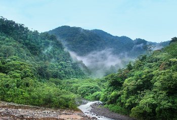 Dschungel. Hämmer au net. Foto: Pixabay