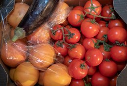 Aubergine gerettet, Tomaten gerettet.