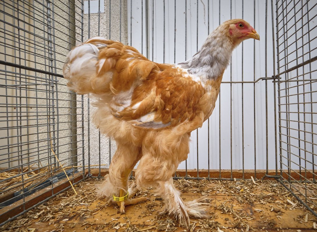 Kein Kamm, dafür Adleraugen: auch ein Brama-Huhn. 