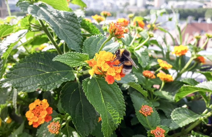 Sehr beliebt, auch bei der Dunklen Erdhummel: das Wandelröschen.