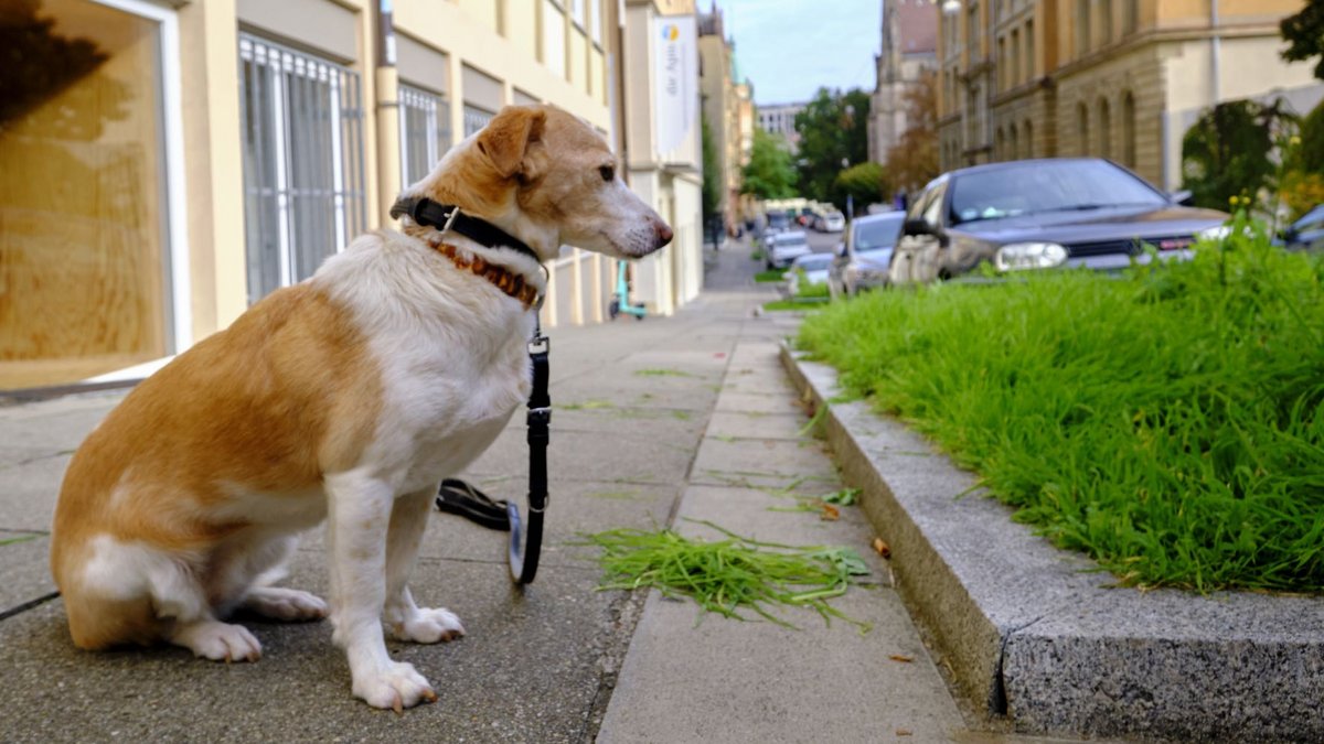 Kann nichts dafür: ist kein Dackel. Foto: Joachim E. Röttgers