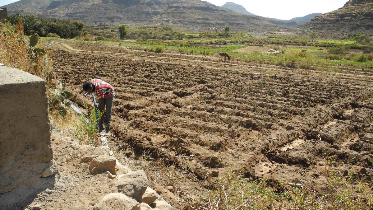 Feldarbeit in Eritrea. Dort wird Landwirtschaft mit einfachsten Mitteln betrieben, die Erträge sind gering. Foto: Rainer Lang