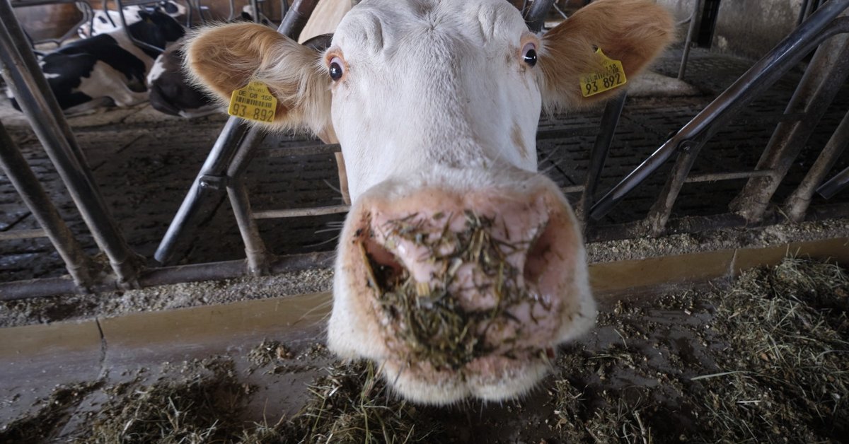 Weltmarktpreiskämpfe? Sind dem hiesigen Rind schnurz, doch sein Bauer schaut in die Röhre. Foto: Joachim E. Röttgers