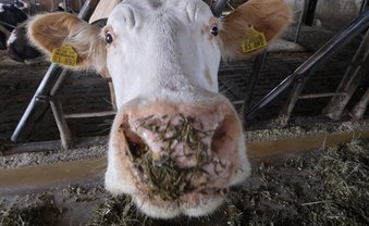 Tropensteaks auf Kosten des Klimas