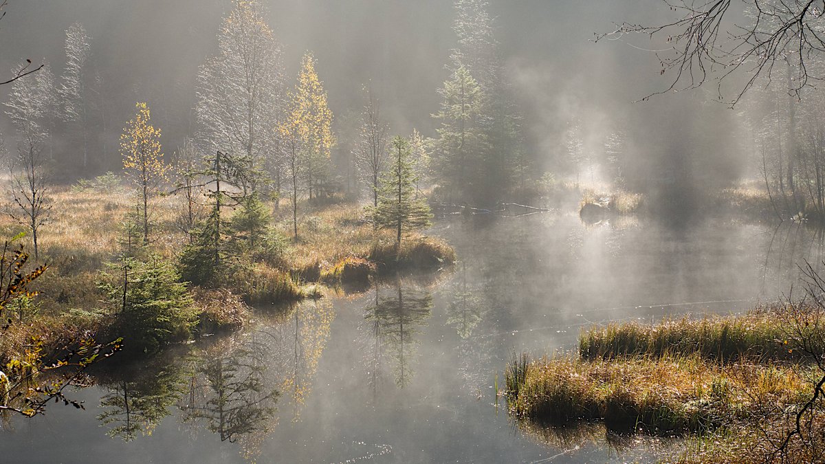 Naturerlebnis am Buhlbachsee. Foto: Nationalpark Schwarzwald, Arne Kolb