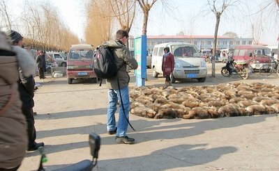 Pelztiermarkt in Nordchina: Tote Marderhunde in Reih und Glied. Foto: Karremann
