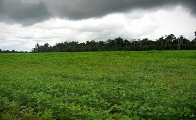 Sojafeld vor Regenwald.