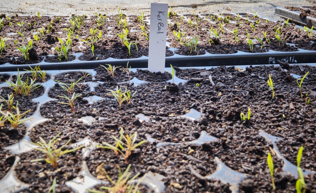  Wo Kerbel draufsteht, ist auch Kerbel drin.