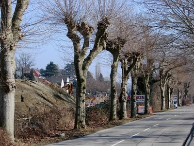 Auch bald Geschichte: die Platanenallee.