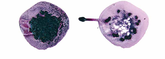 Brombeeren zwischen zwei saugfähigen Blättern Aquarellpapier. Brombeeren zwischen zwei saugfähigen Blättern Aquarellpapier.