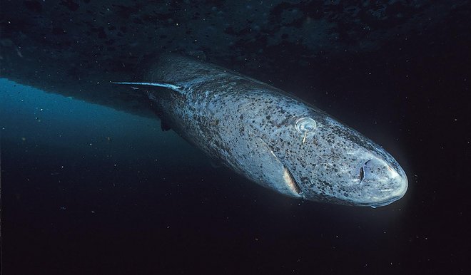 Grönlandhai. Er kann mehrere hundert Jahre alt werden und somit von allen bekannten Wirbeltierarten das höchste Alter erreichen. Foto: Hemming1952, CC BY-SA 4.0