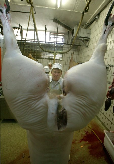 Bilder vom Schlachten. Nicht hochindustriell, sondern nach guter alter Handwerkstradition – und für die meisten wohl dennoch schwer verdaulich. Fotos: Joachim E. Röttgers