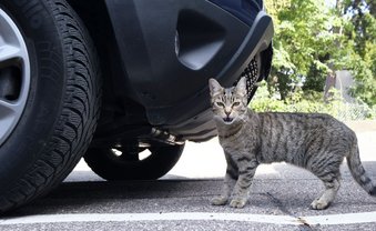 Freie Fahrt für freie Saurier