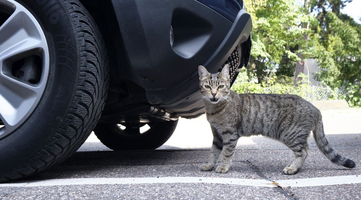 Rollsaurier trifft Straßentiger. Fotos: Joachim E. Röttgers Rollsaurier trifft Straßentiger. Fotos: Joachim E. Röttgers