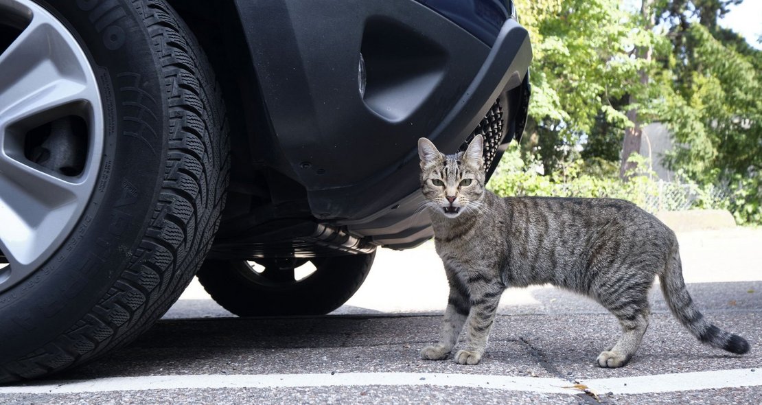Freie Fahrt für freie Saurier