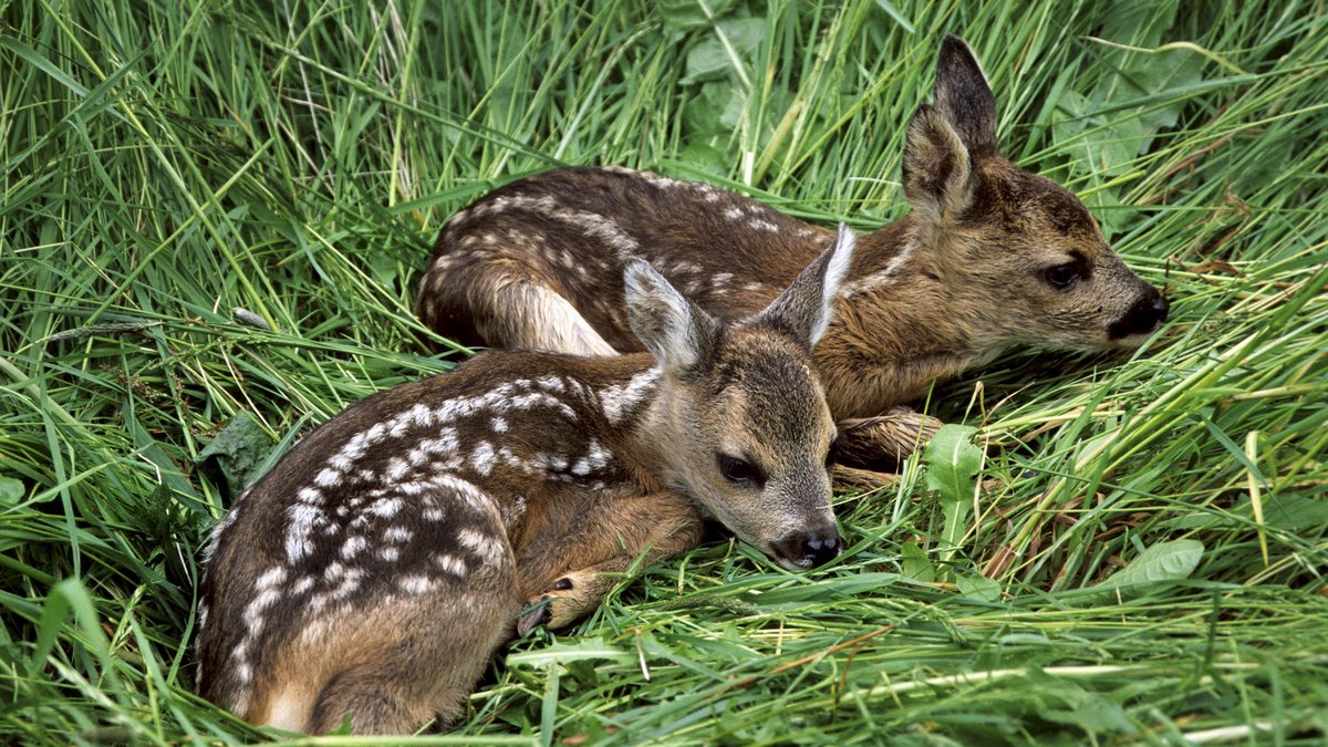 Rehkitze, von Natur aus süß. Foto: picture alliance/imagebroker/alimdi/Arterra