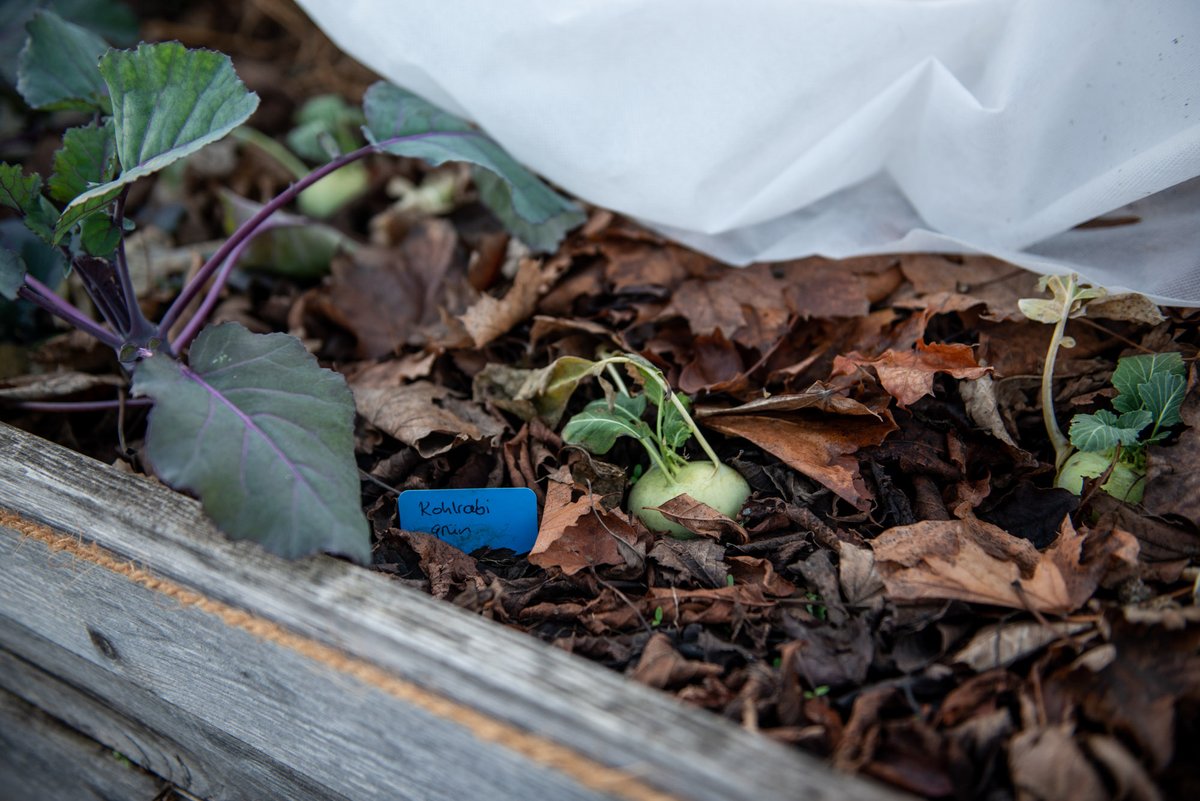 Hoffentlich wird's dem Kleinen nicht zu kalt: ein junger Kohlrabi beim Wachsen.  Hoffentlich wird's dem Kleinen nicht zu kalt: ein junger Kohlrabi beim Wachsen.