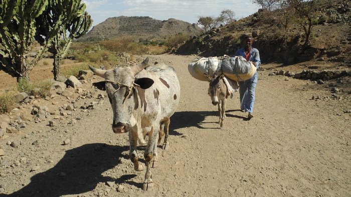 Weizen und anderes Getreide kommt in Eritrea nur noch selten vom heimischen Acker. Foto: Rainer Lang