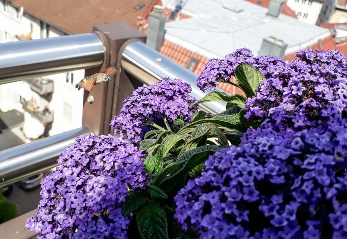 Das schnelle, wendige Taubenschwänzchen kann in der Luft stehen. Hier tankt es mit seinem Saugrüssel den Nektar einer Vanilleblume.