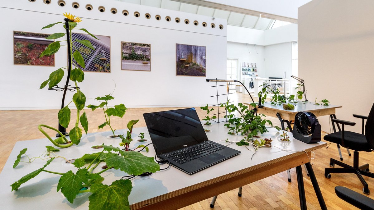 Urban Gardening auf dem Schreibtisch, ebenfalls von Katrin Petroschkat. Foto: Robert Pupeter
