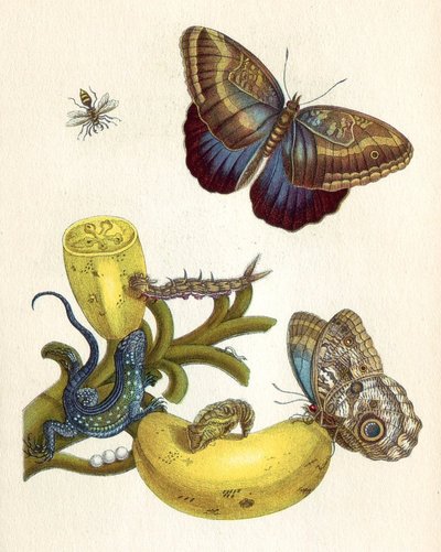Zeichnung von Maria Sibylla Merian aus "Das kleine Buch der Tropenwunder". Foto: Gemeinfrei, <a href="https://commons.wikimedia.org/w/index.php?curid=3319993">Link</a>