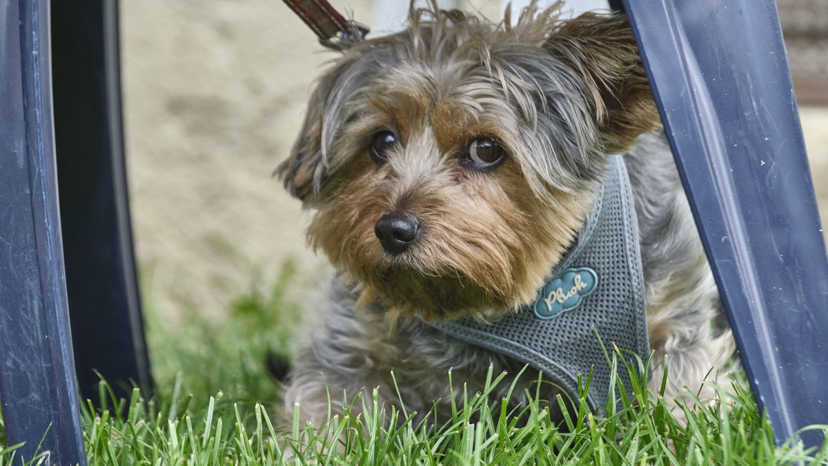 Mit Ketchup und Mayo möglicherweise lecker: Hund. Foto: Joachim E. Röttgers