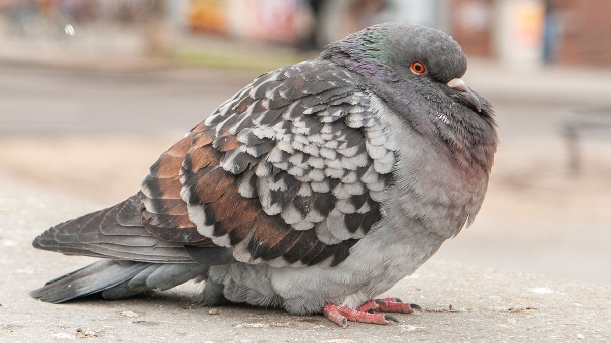 Wunderschönes Gefieder.