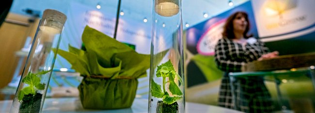 Grüne Pflänzchen auf der Invest