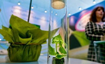 Grüne Pflänzchen auf der Invest