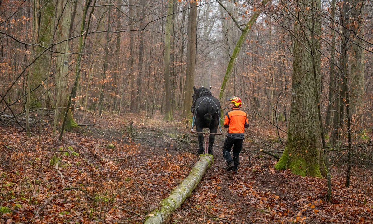 Nick zieht fast spurlos seine Bahn.