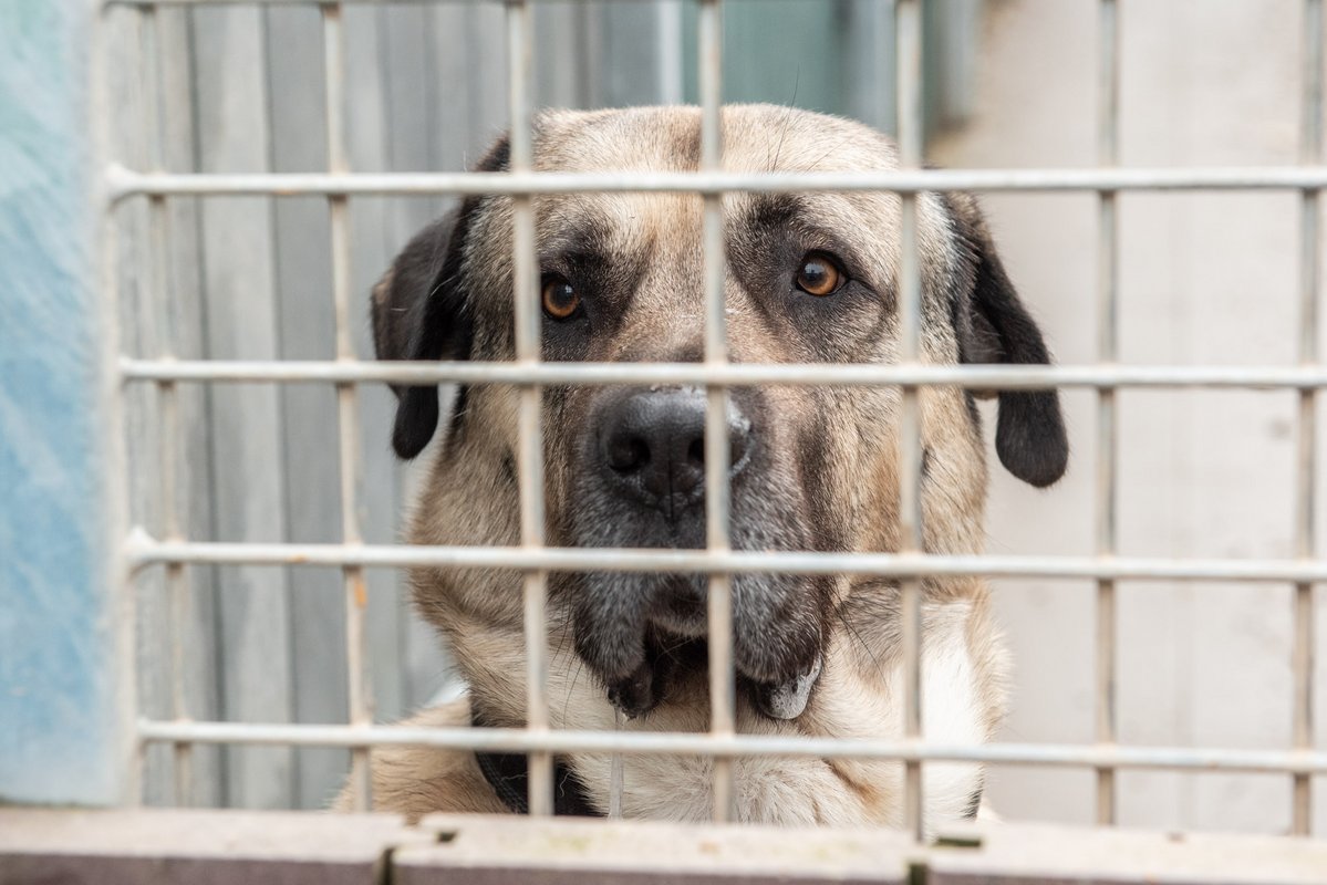 Kangal. Gezüchtet, um selbstständig Schafherden vor Wölfen und Bären zu schützen, eher nichts für die Stadt. 