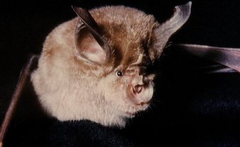 Kleine Maus, großer Streit
